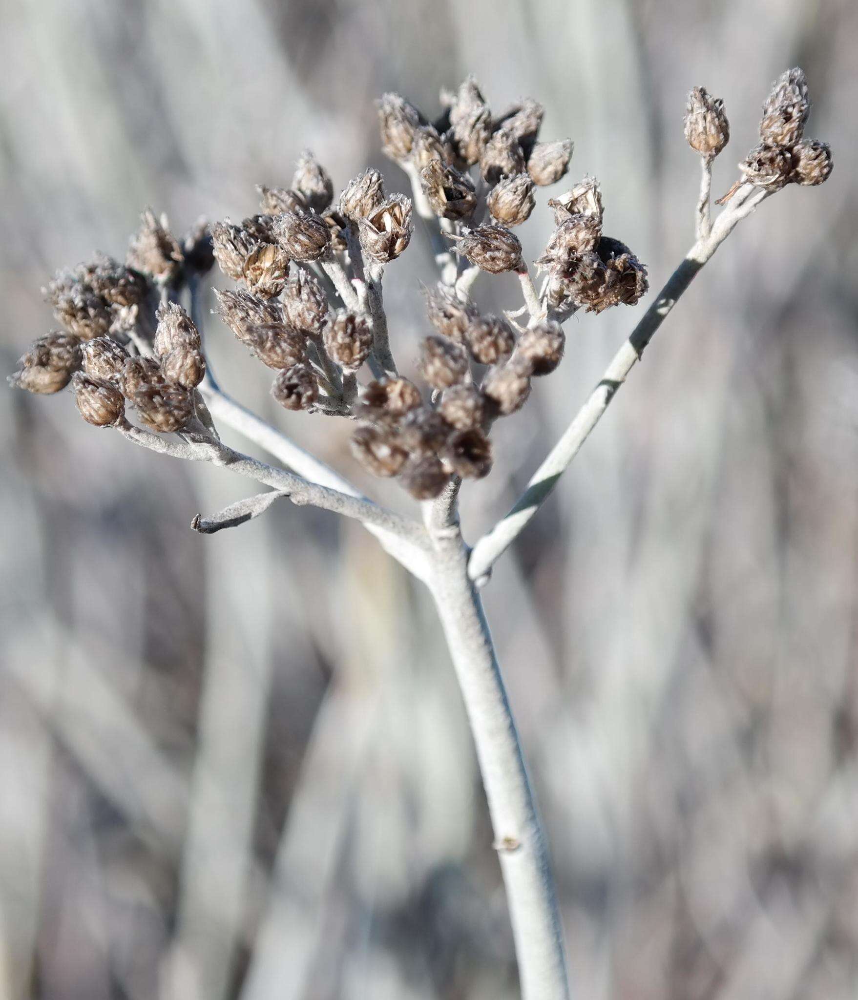 Image de Helichrysum tricostatum (Thunb.) Less.