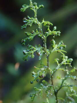 Image of Hymenophyllum pluviatile Perrie & Brownsey