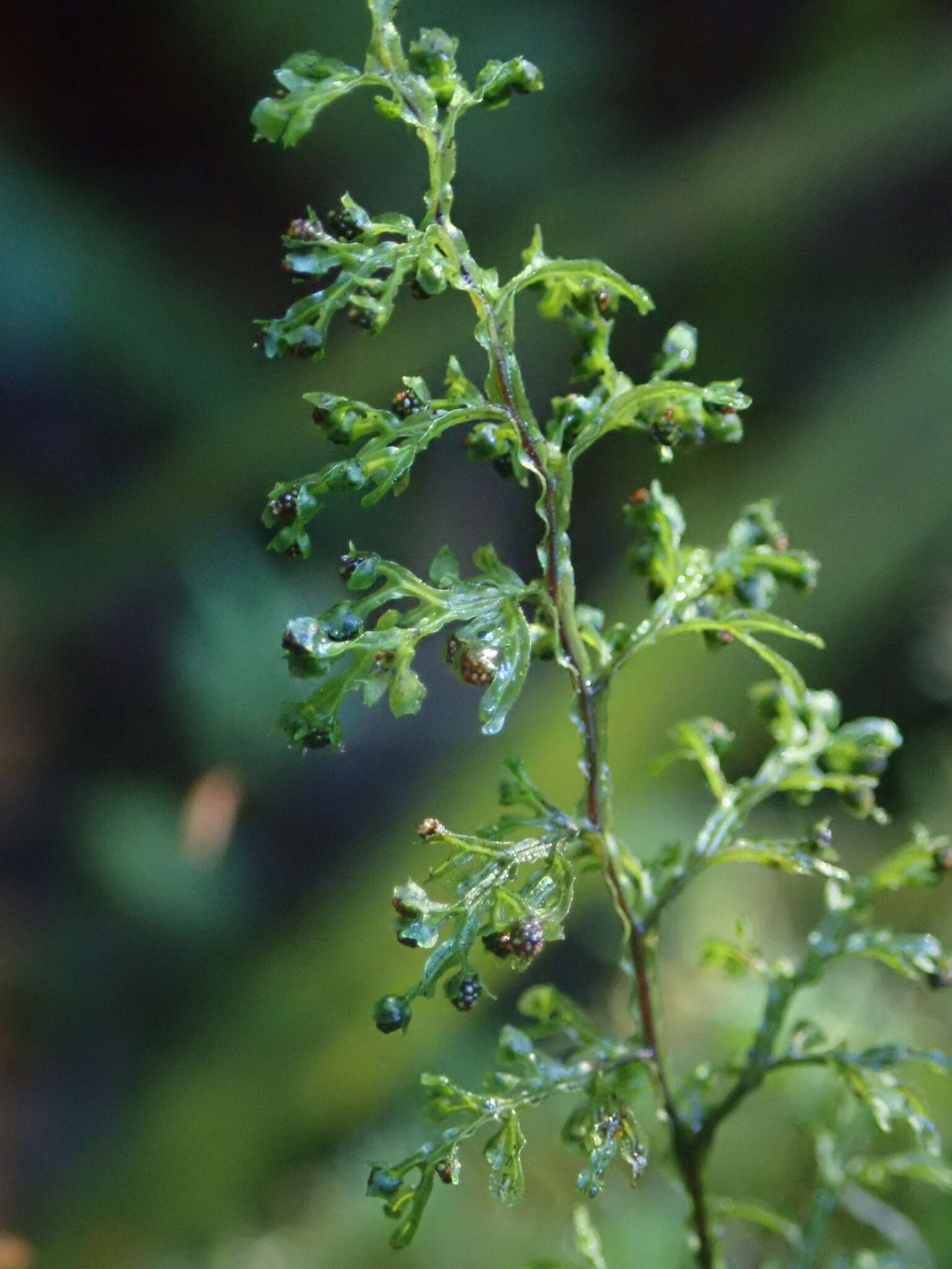 Imagem de Hymenophyllum pluviatile Perrie & Brownsey