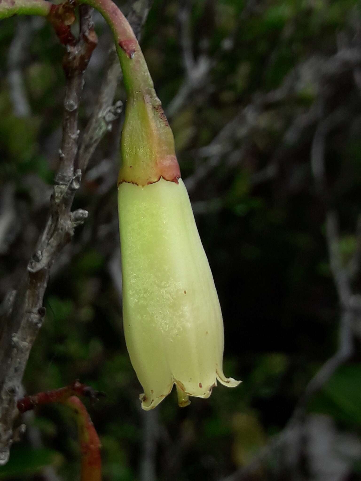 Paphia neocaledonica (Guillaumin) P. F. Stevens resmi