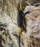 Image of Sceloporus oberon Smith & Brown 1941