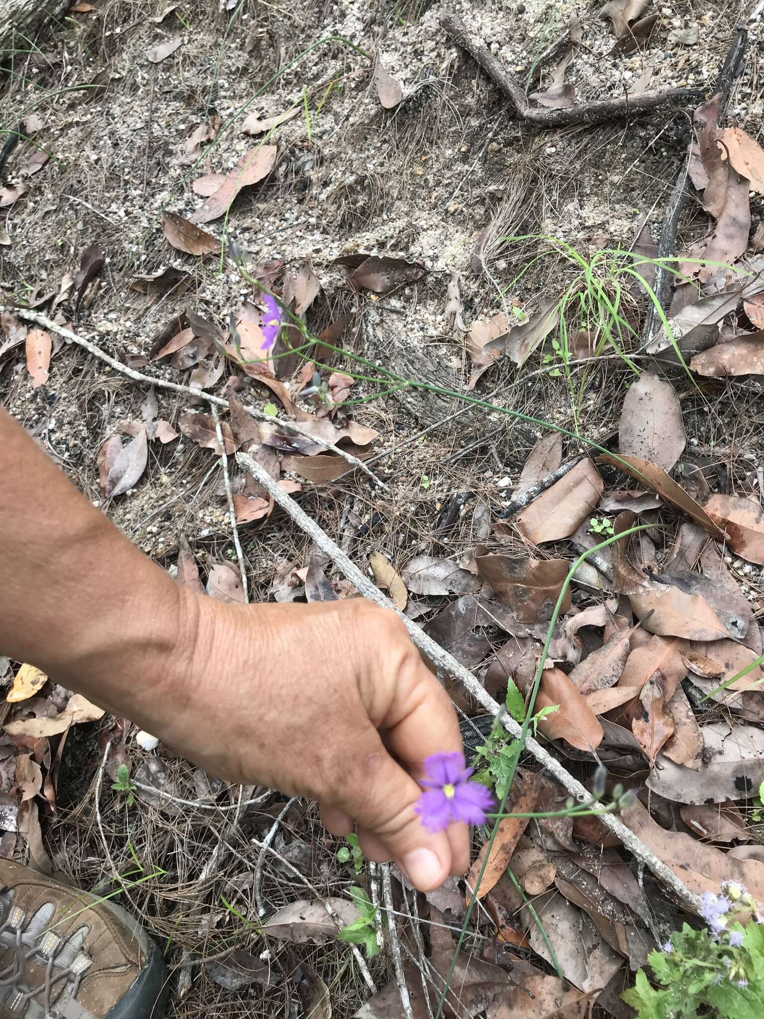 Image of Thysanotus banksii R. Br.