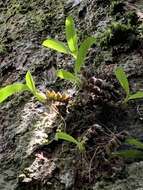 Image of Conchidium japonicum (Maxim.) S. C. Chen & J. J. Wood