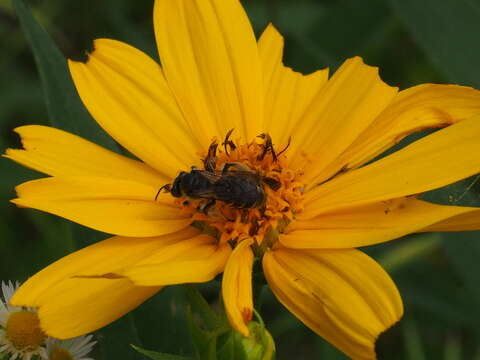 Image of Andrena aliciae Robertson 1891