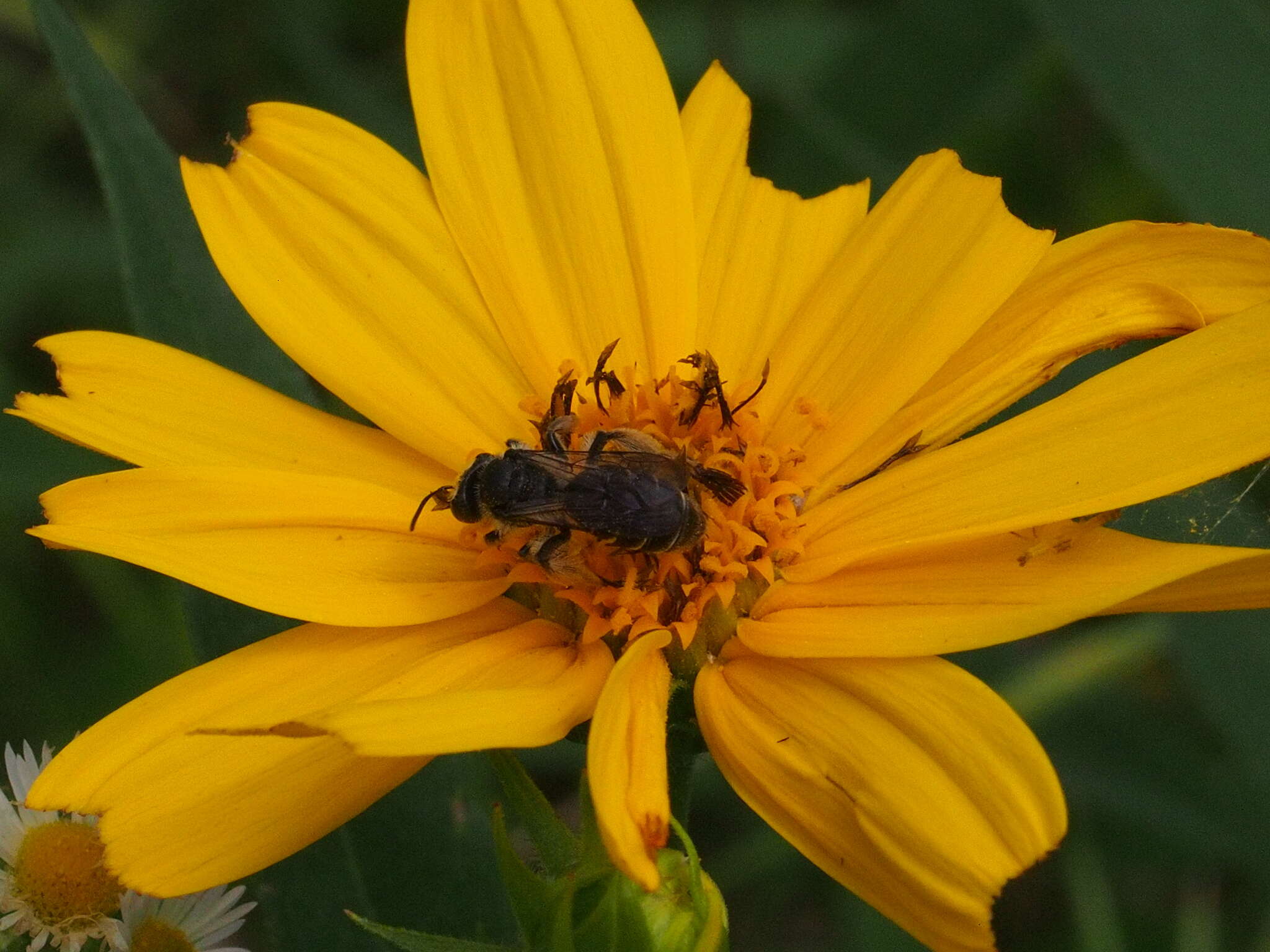 Image de Andrena aliciae Robertson 1891