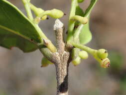 Image of Noronhia foveolata subsp. tomentella (I. Verd.) Hong-Wa & Besnard
