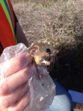 Peromyscus fraterculus (Miller 1892)的圖片