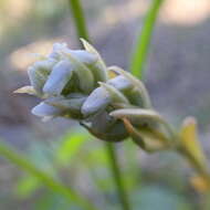 Image of Zeuxine africana Rchb. fil.