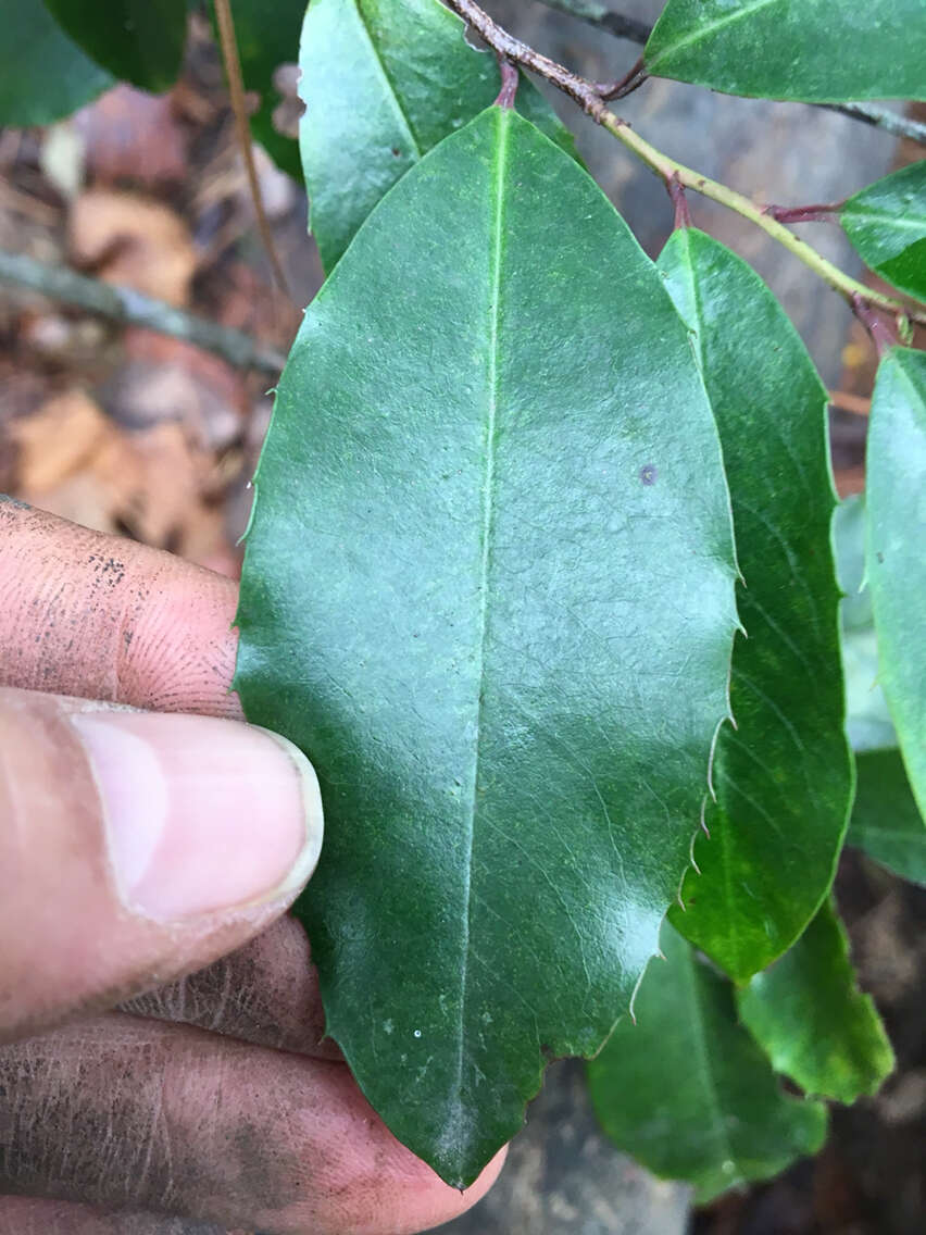 Prunus caroliniana (Mill.) Ait. resmi