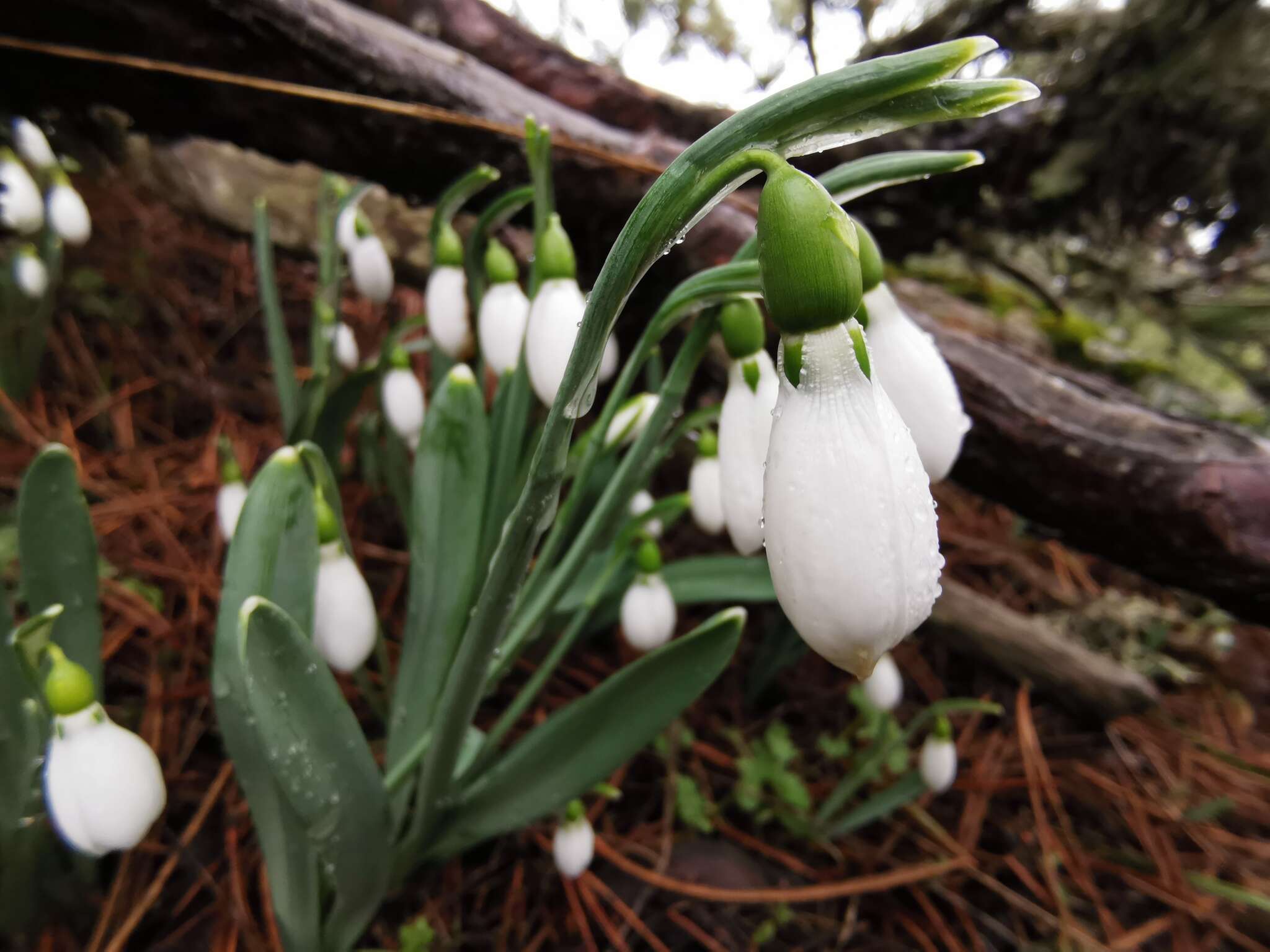 Image of Slender Snowdrop