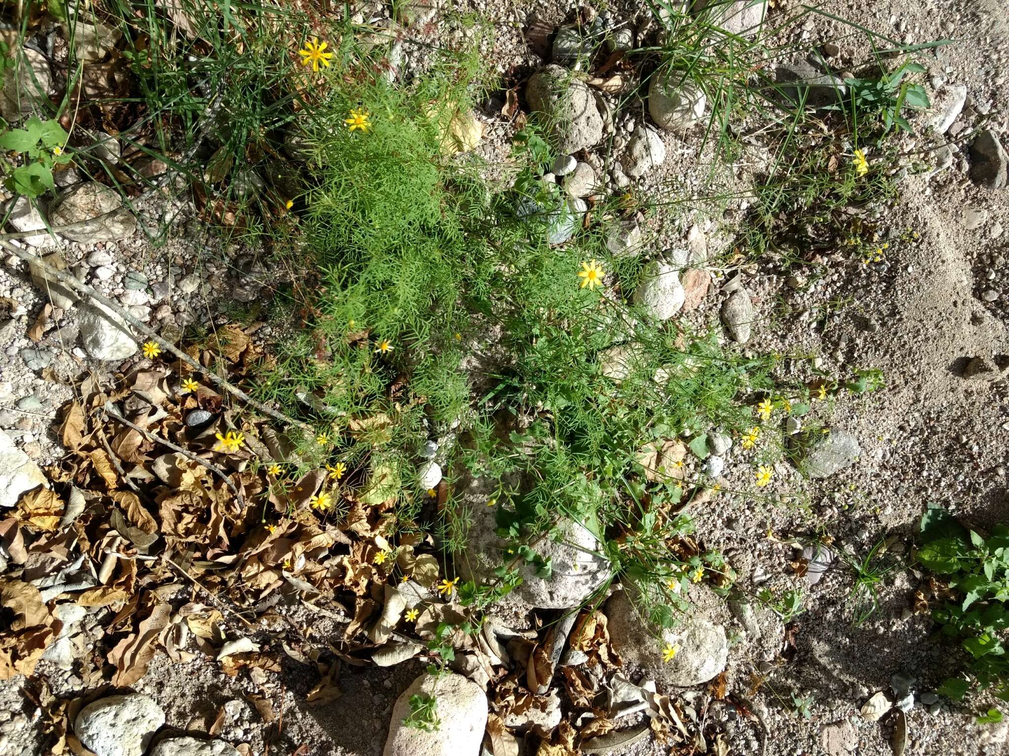 Image of Adenophyllum anomalum (Canby & Rose) J. L. Strother