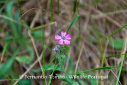 Image de Silene acutifolia Link ex Rohrb.