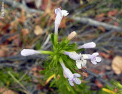 Sivun Clinopodium gilliesii (Benth.) Kuntze kuva