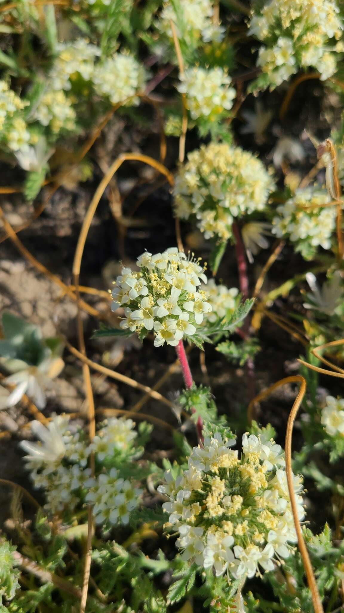 Image of cotulaleaf pincushionplant