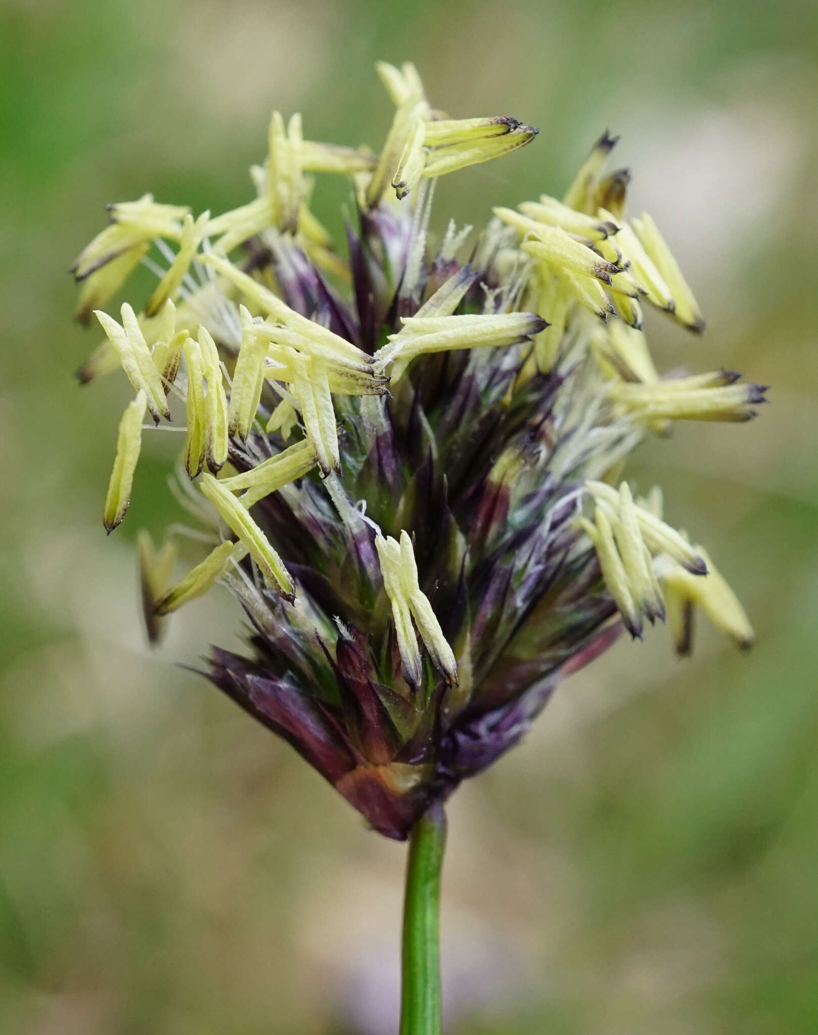 Image of blue moor grass