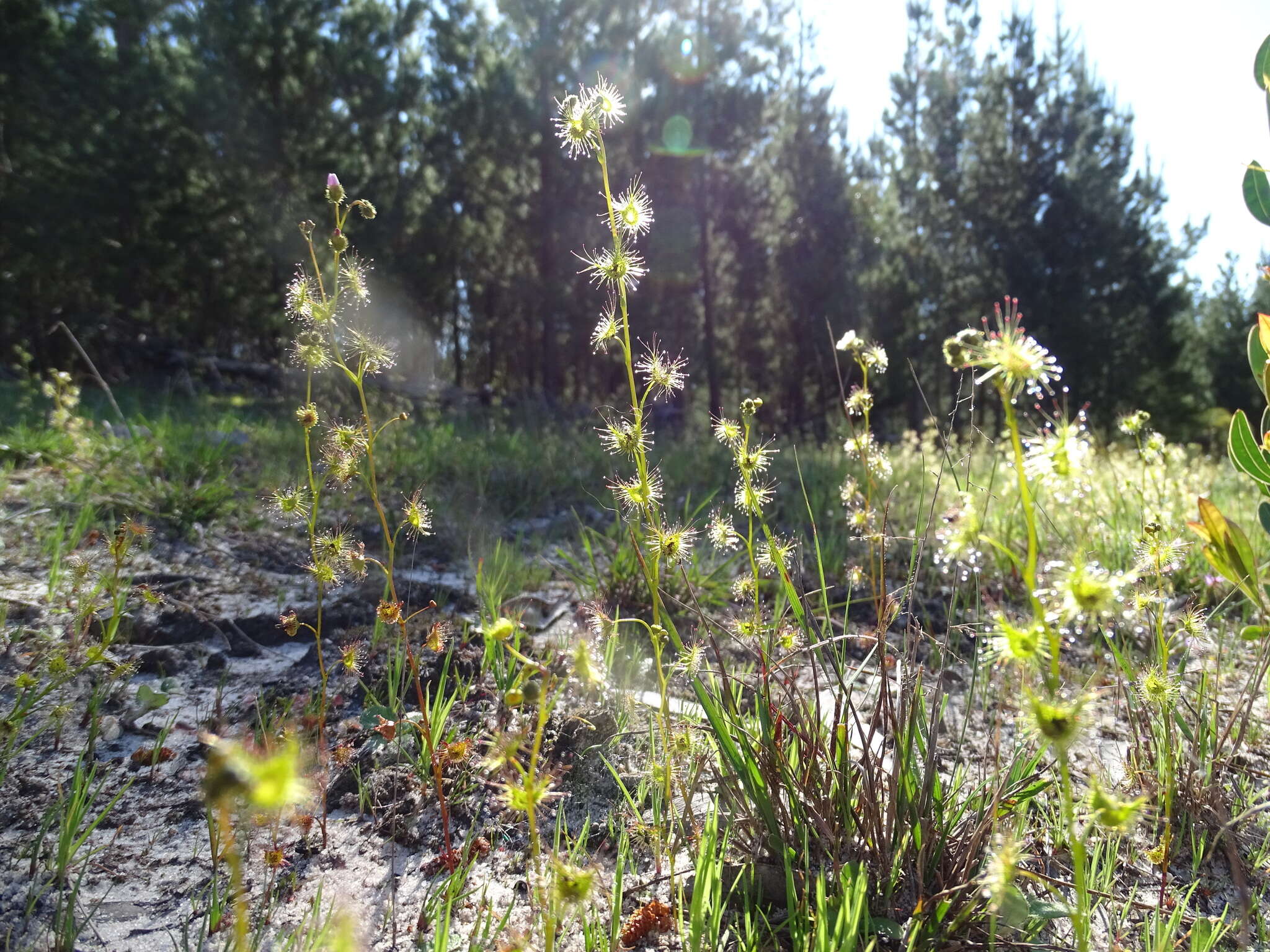 Drosera gunniana的圖片