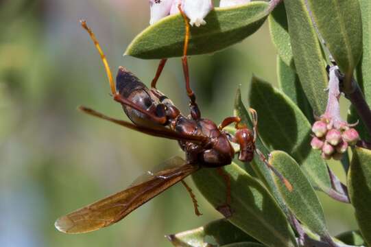 Image of Polistes major castaneicolor Bequard 1938