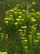 Image of Yellow pitcher plant