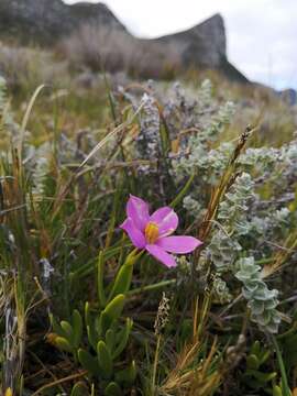 Image of Chironia decumbens Levyns