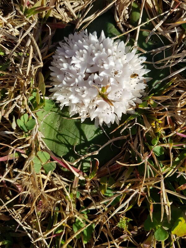 Image of Massonia jasminiflora Burch. ex Baker