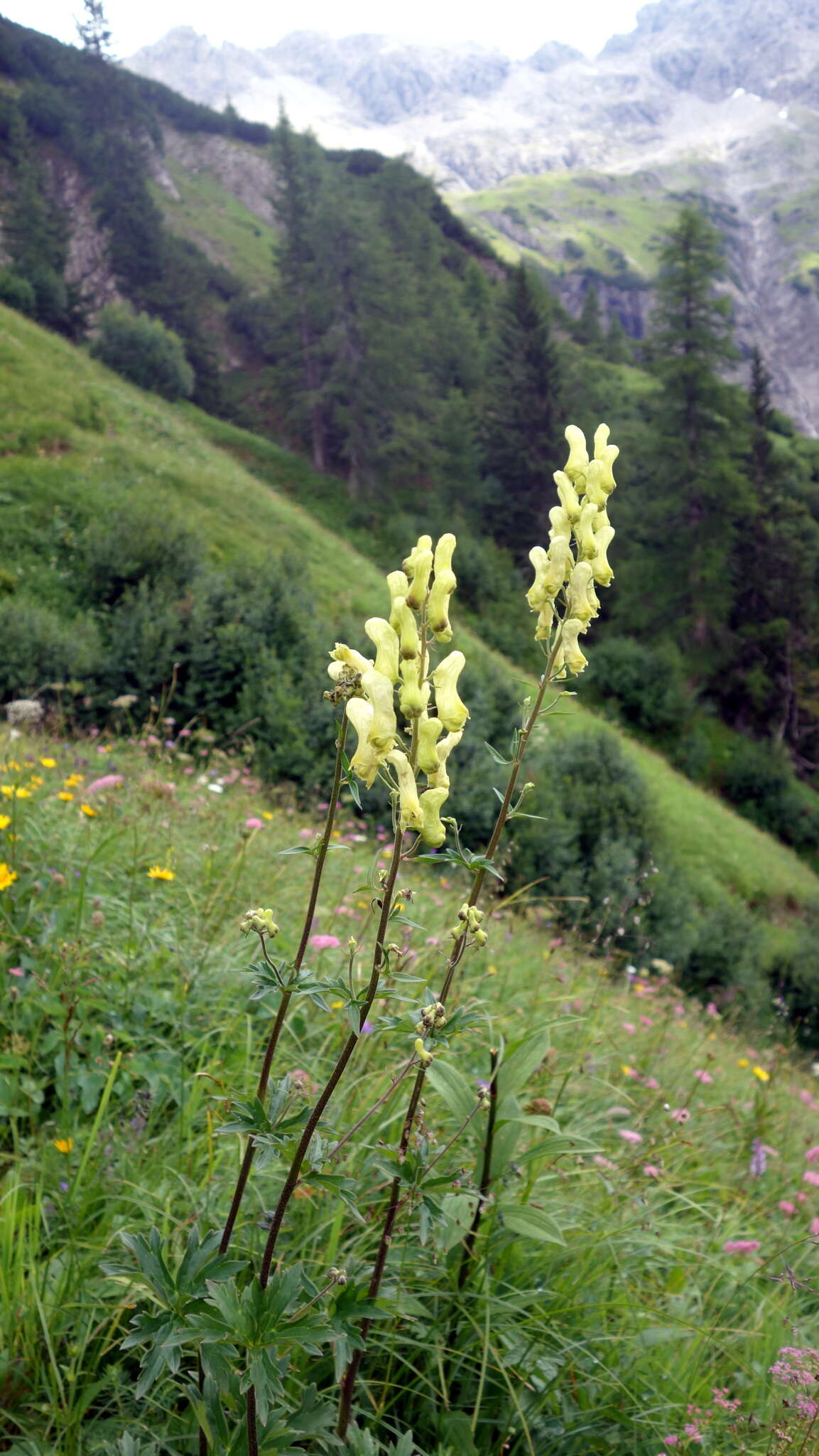 Image of monkshood