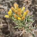 Imagem de Helichrysum italicum subsp. serotinum (Boiss.) P. Fourn.