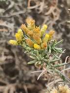 Image of Helichrysum italicum subsp. serotinum (Boiss.) P. Fourn.