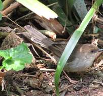 Image of Hunter's Cisticola