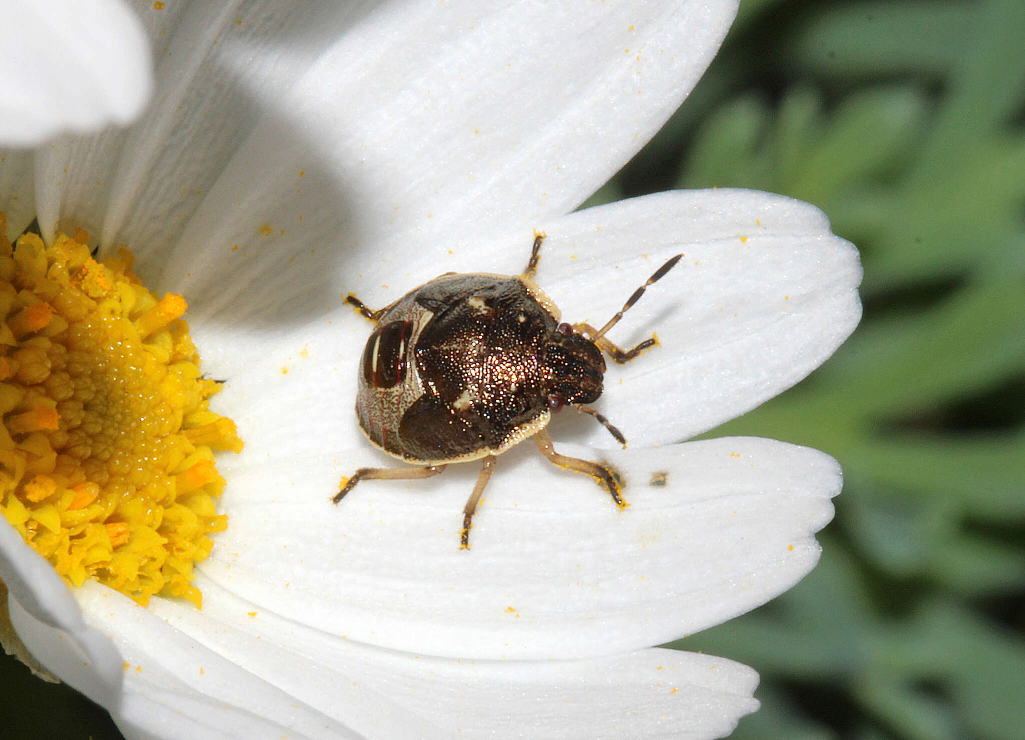 Image of Holcostethus sphacelatus (Fabricius 1794)