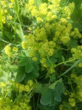 Image of Alchemilla breviloba H. Lindb.