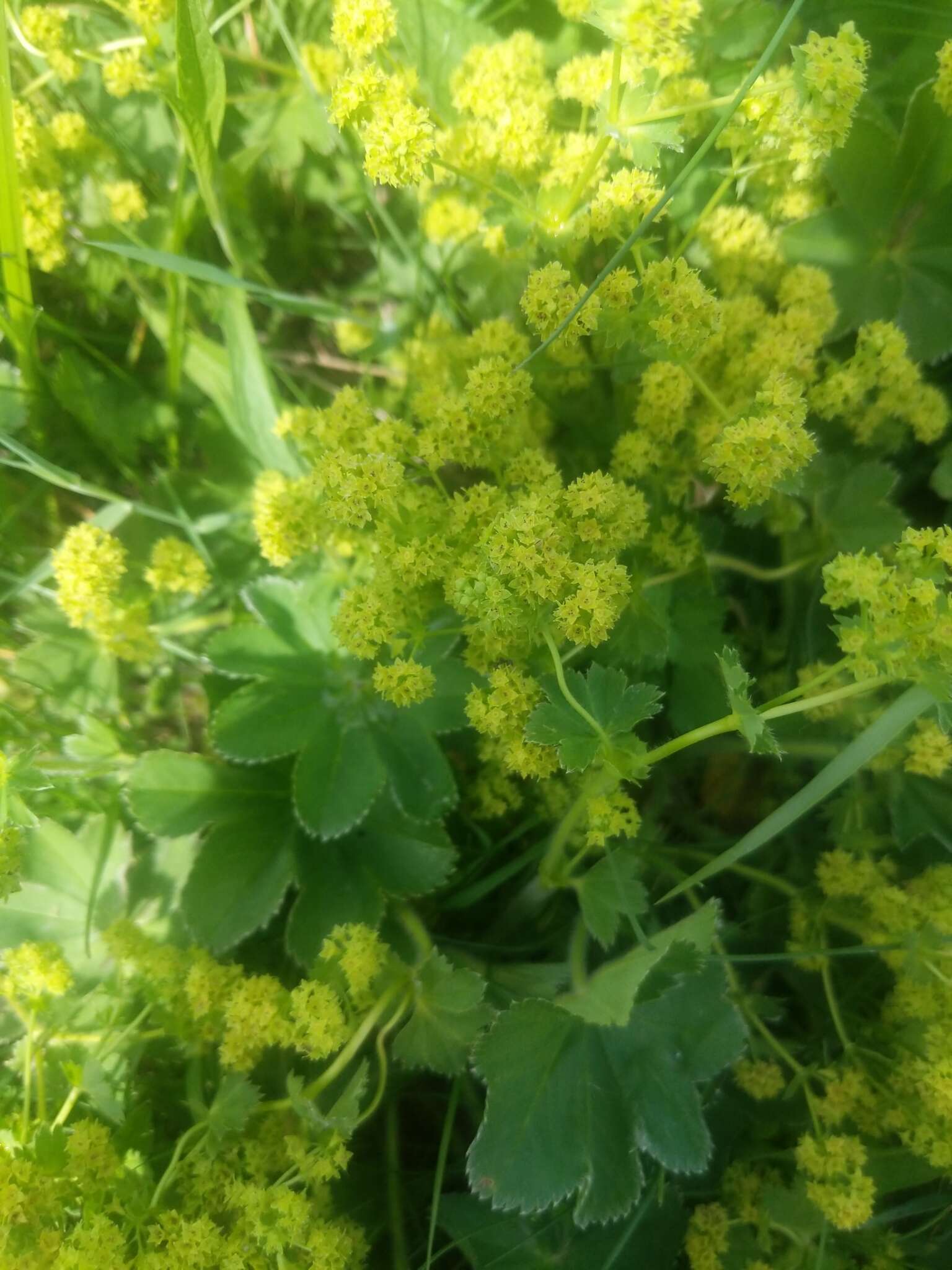 Plancia ëd Alchemilla breviloba H. Lindb.