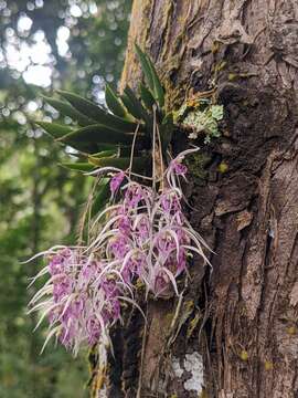 Plancia ëd Macroclinium bicolor (Lindl.) Dodson