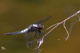 Image of Chalk-fronted Corporal