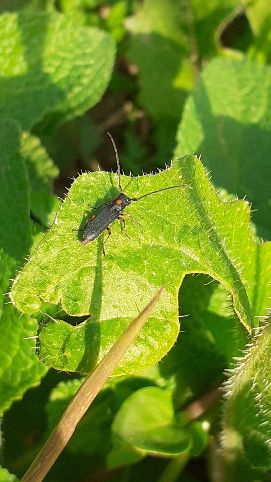 Слика од Phytoecia virgula (Charpentier 1825)