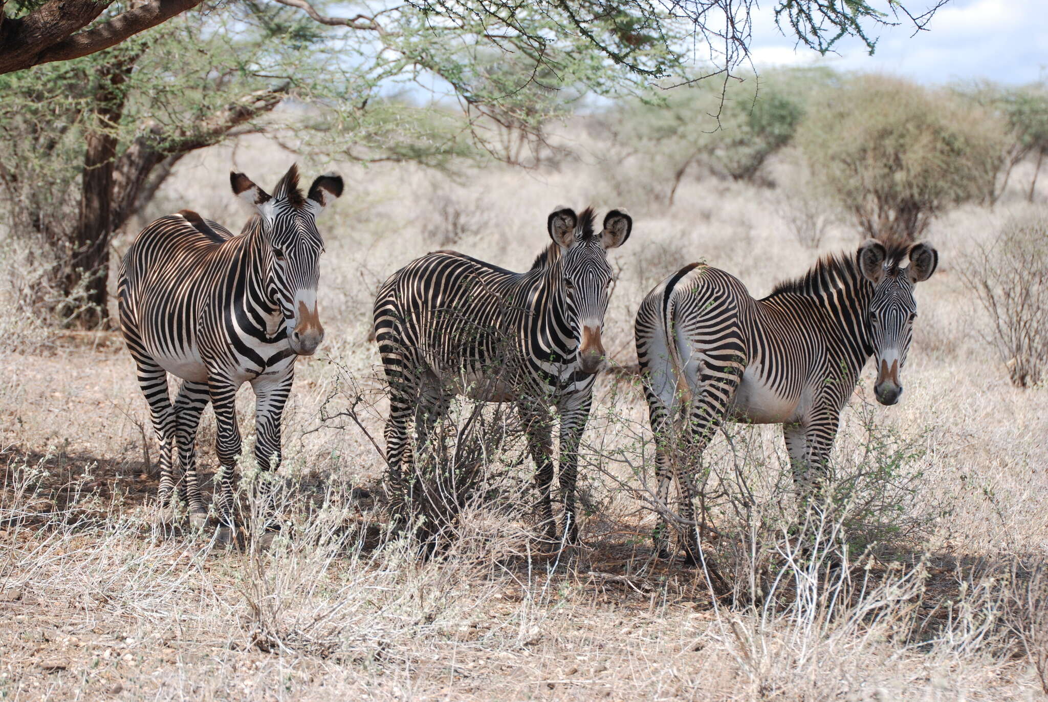 Image of Grevy's Zebra