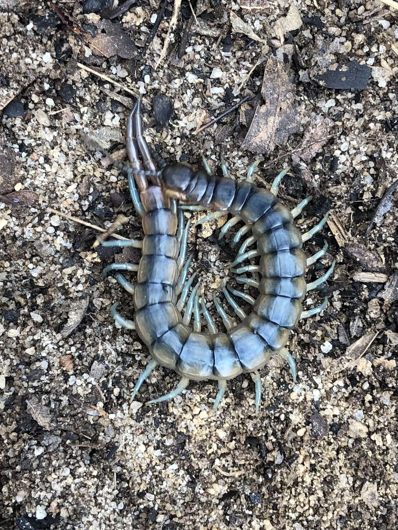 Imagem de Scolopendra viridis viridis Say 1821