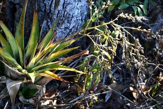 Image of Catopsis paniculata É. Morren