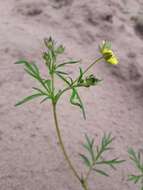 Image of Potentilla multifida L.