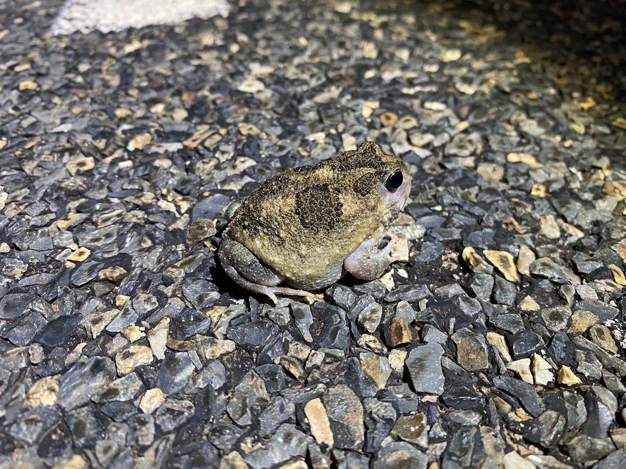 Image of Northern Spadefoot Toad