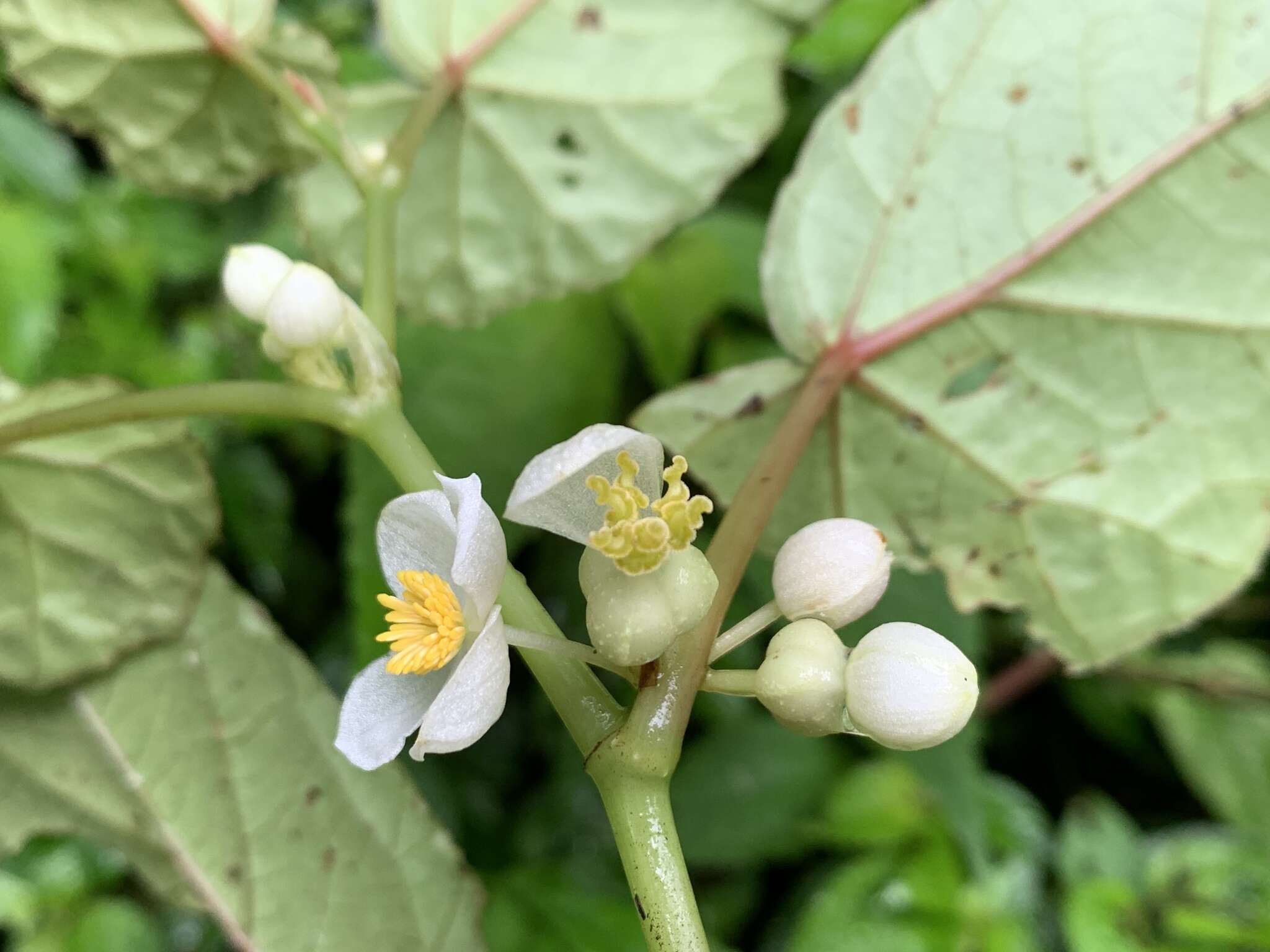 Image of Begonia longifolia Blume