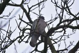 Image of Columba palumbus palumbus Linnaeus 1758