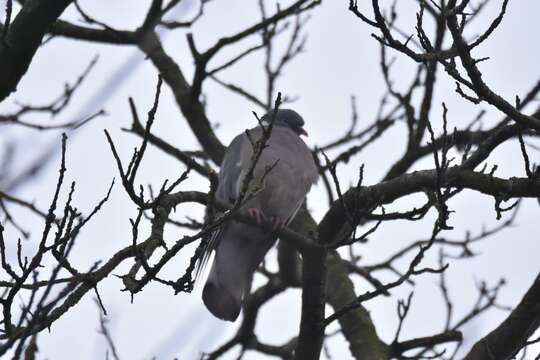 Image of Columba palumbus palumbus Linnaeus 1758