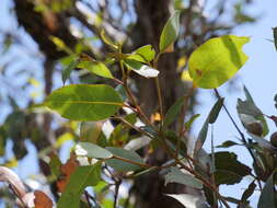 Image of Eucalyptus staeri Maiden ex Kessell & C. A. Gardner