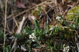 Image of Penland's eutrema