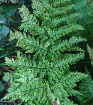 Image of hay-scented buckler-fern