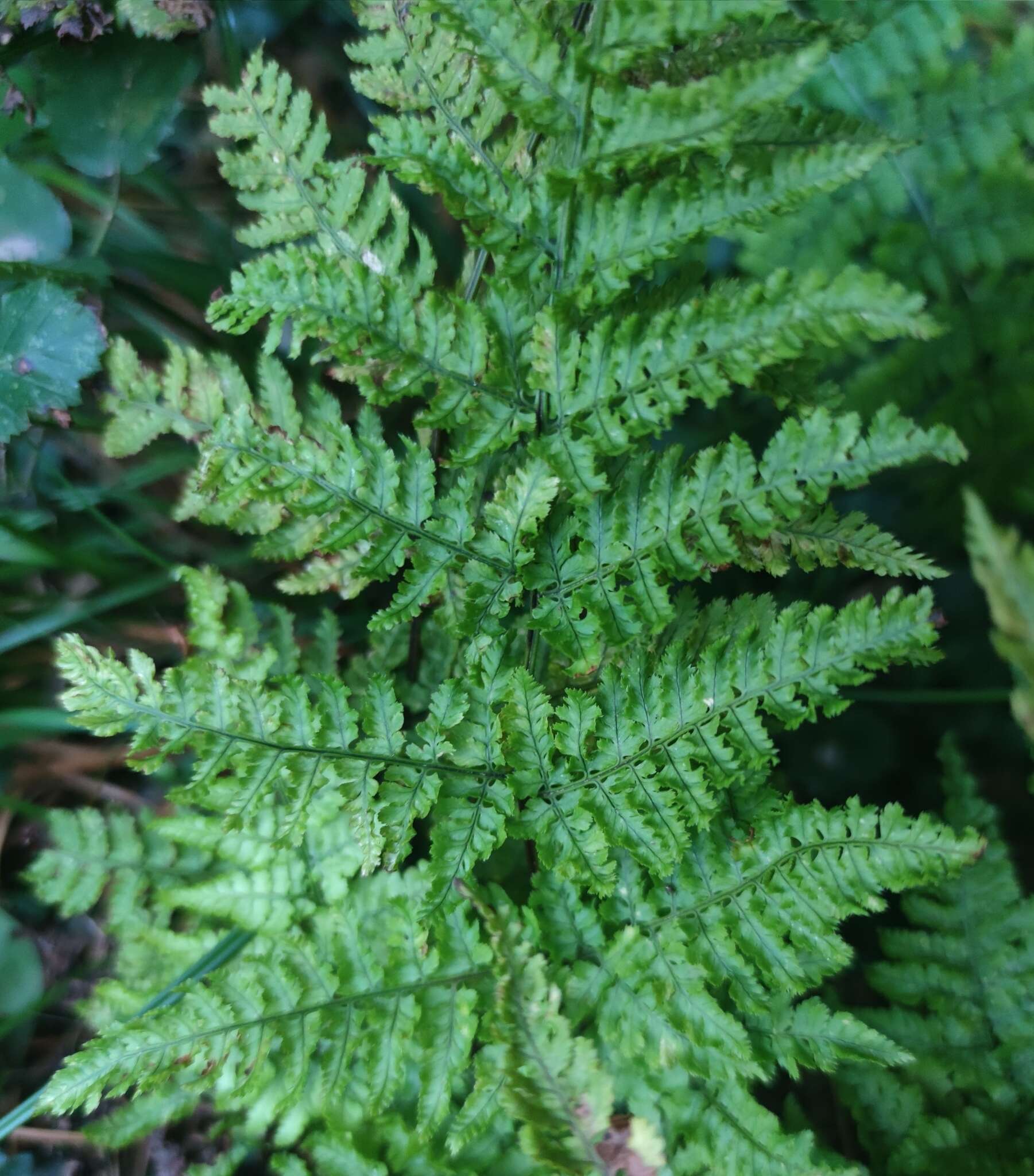 Imagem de Dryopteris aemula (Ait.) O. Kuntze