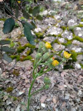 Crepis vesicaria subsp. vesicaria resmi