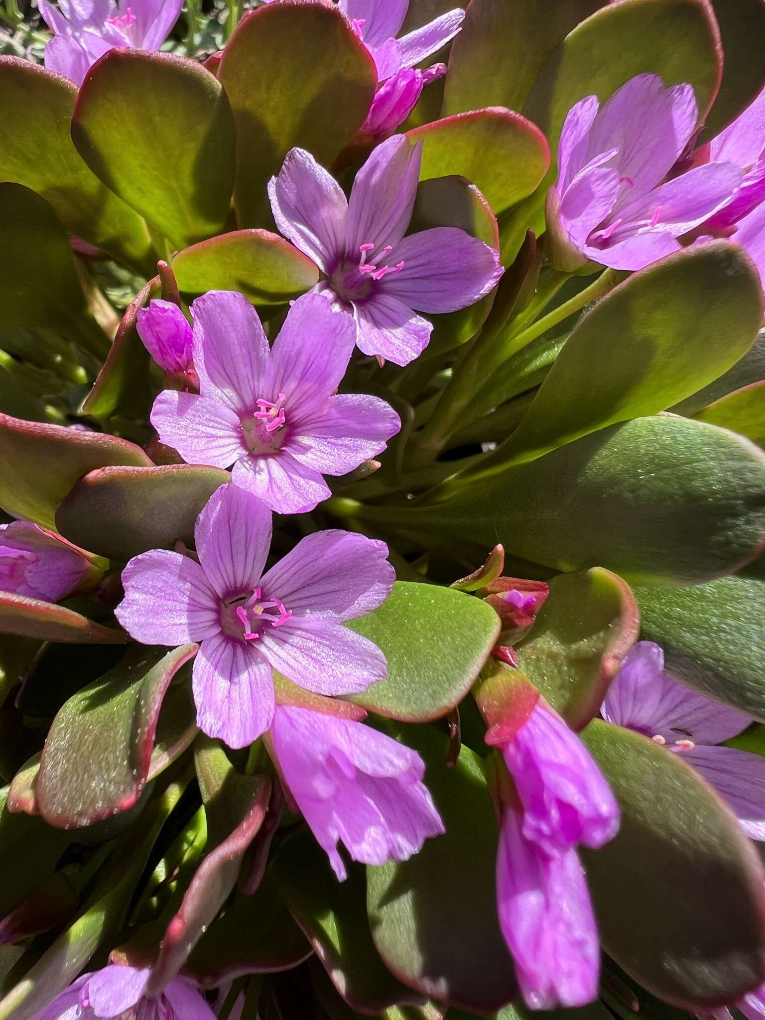 Image of alpine springbeauty