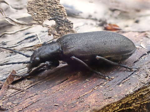 Image of Ditylus quadricollis (Le Conte 1851)