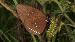 Image of <i>Euploea <i>modesta</i></i> modesta